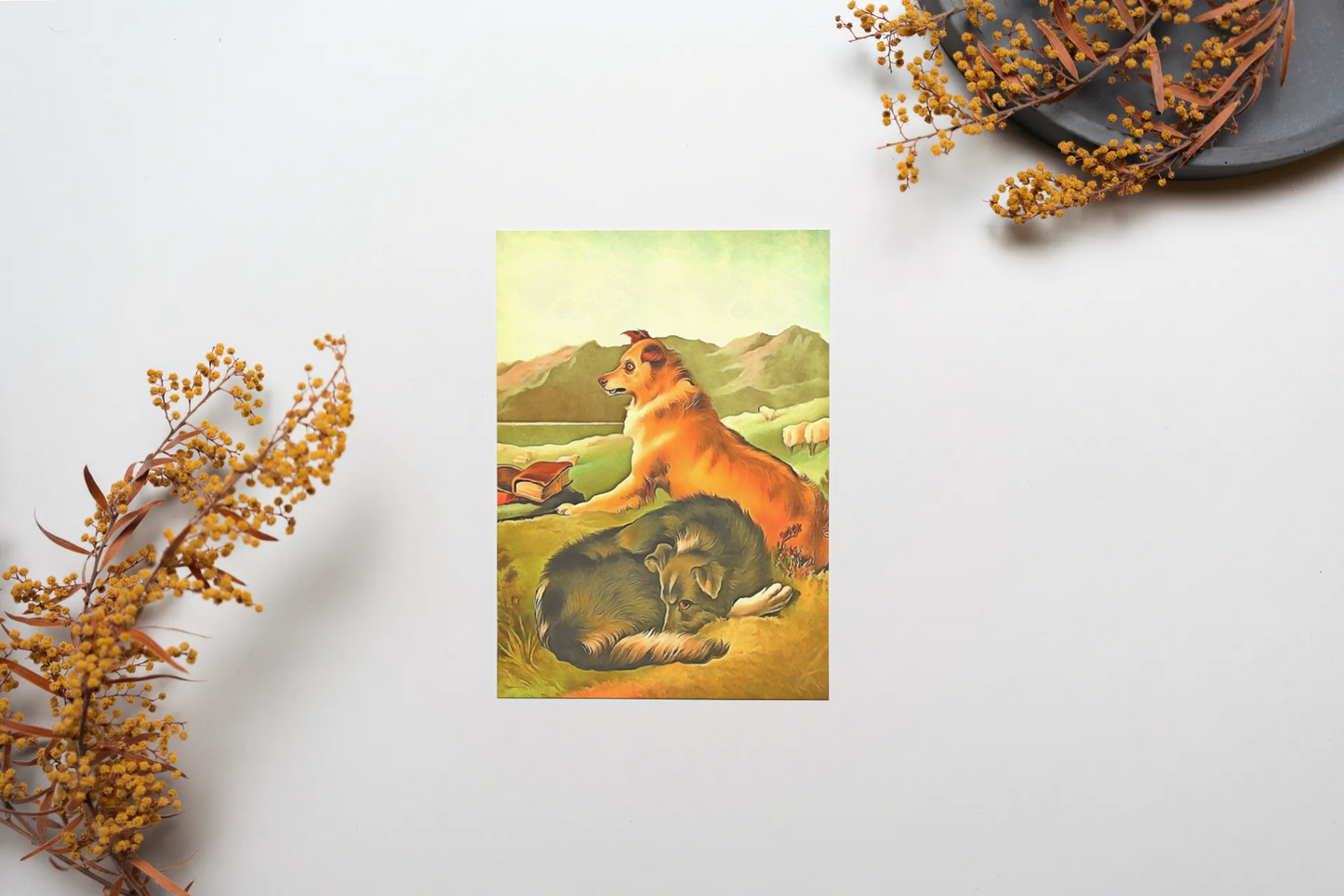 Any occasion greeting Card, blank inside, write anything, shepherd dog, design 21