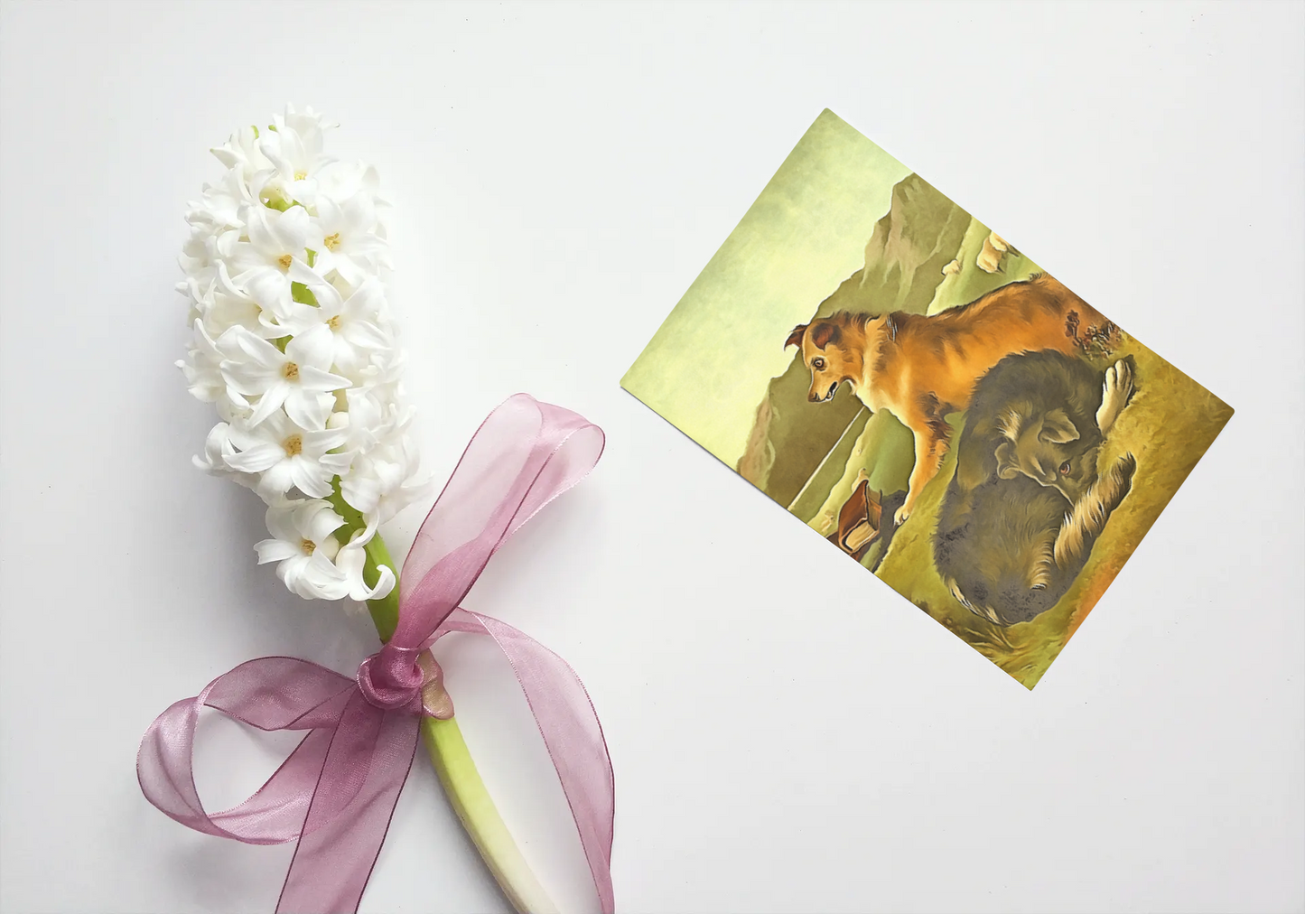 Any occasion greeting Card, blank inside, write anything, dog, design 24