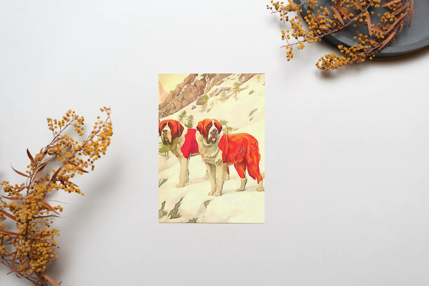 Any occasion greeting Card, blank inside, write anything, dog, St. Bernard, design 12