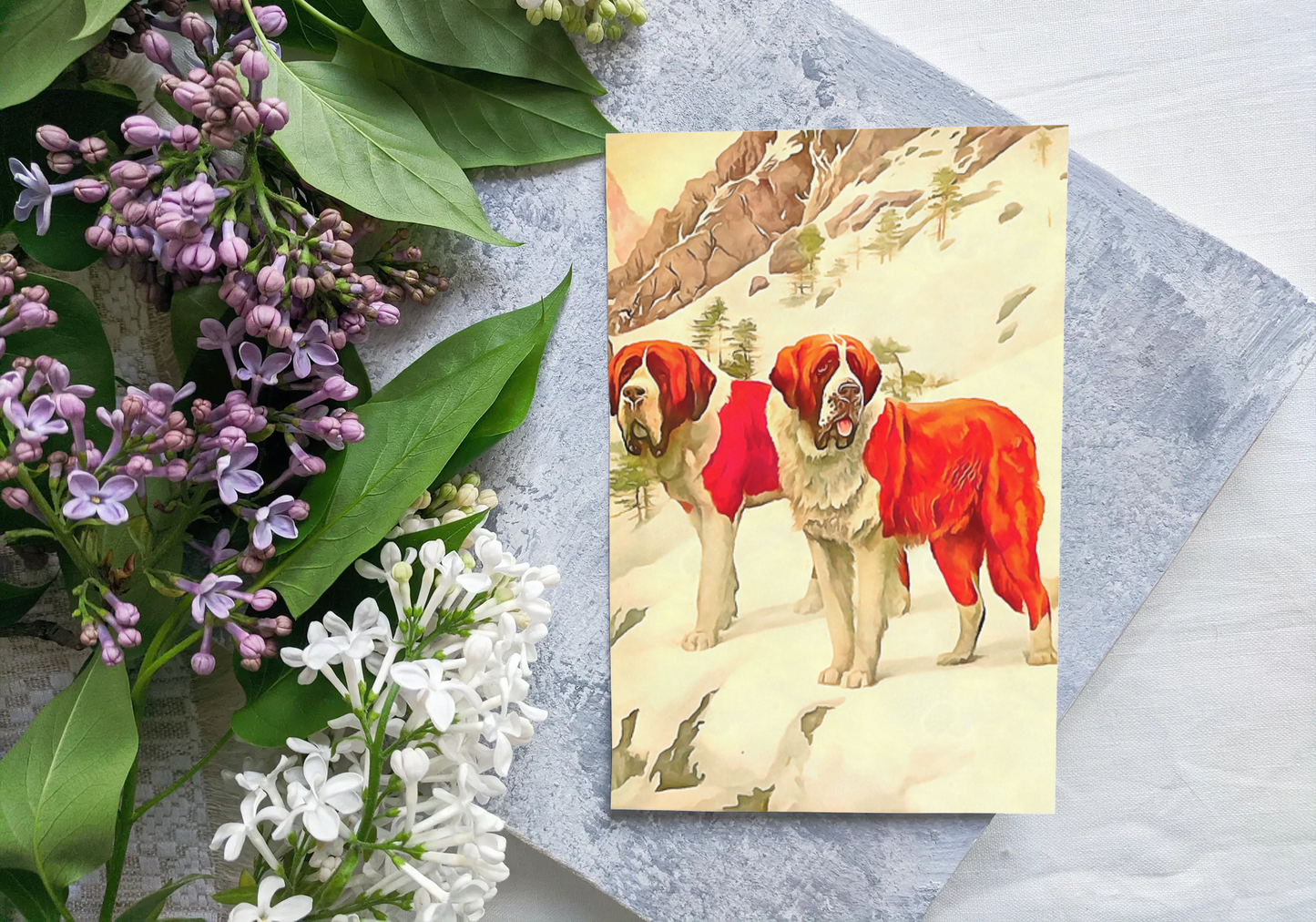 Any occasion greeting Card, blank inside, write anything, dog, St. Bernard, design 12