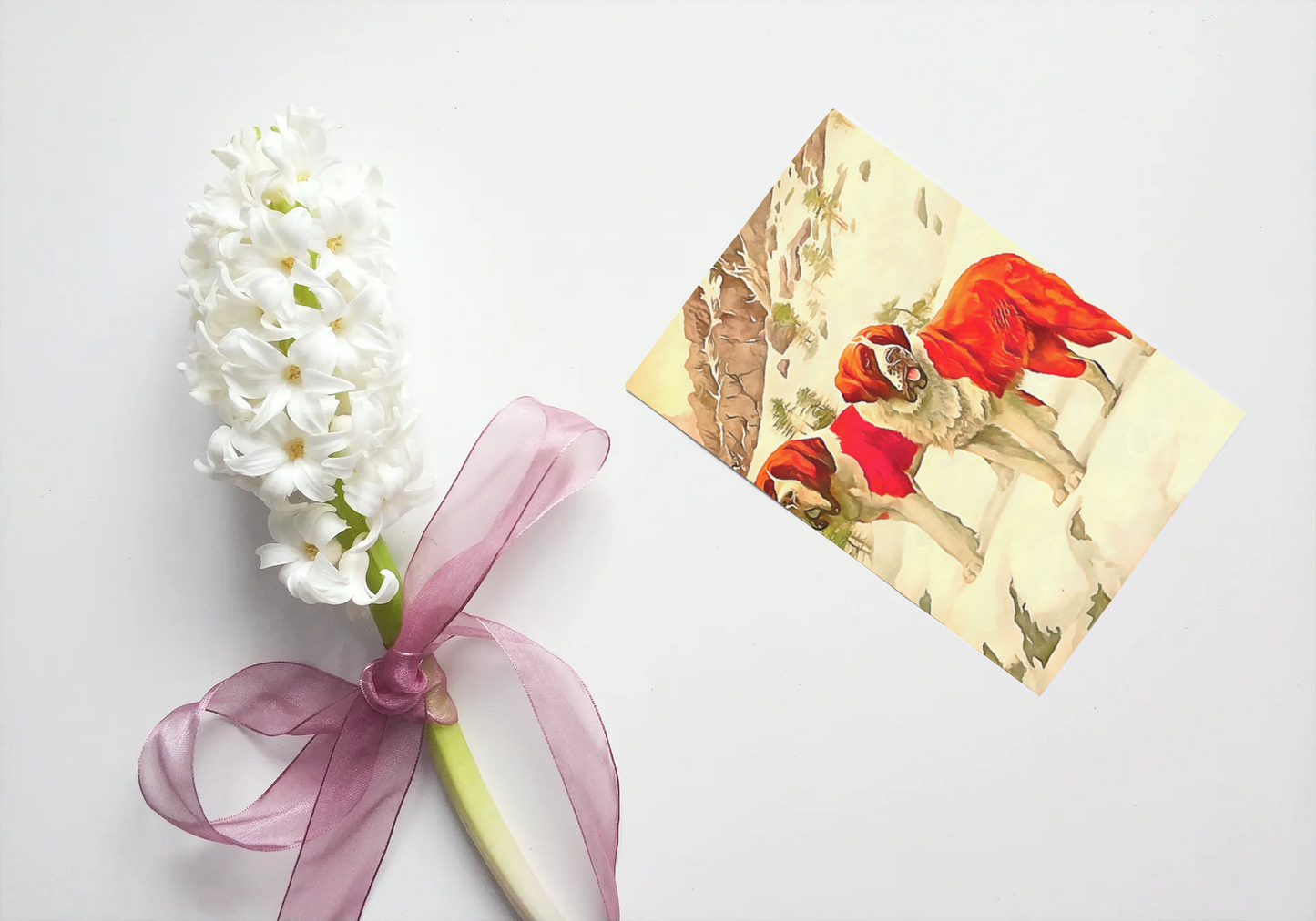 Any occasion greeting Card, blank inside, write anything, dog, St. Bernard, design 12